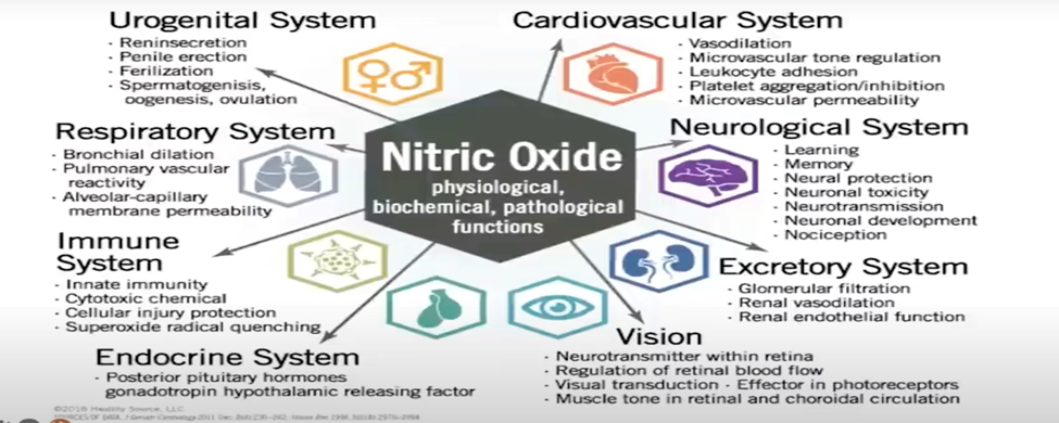 Diagram showing the health benefits of Nitric Oxide on urogenital system, cardiovascular system, neurological system, excretory system, vision, endocrine system, immune system, and respiratory system